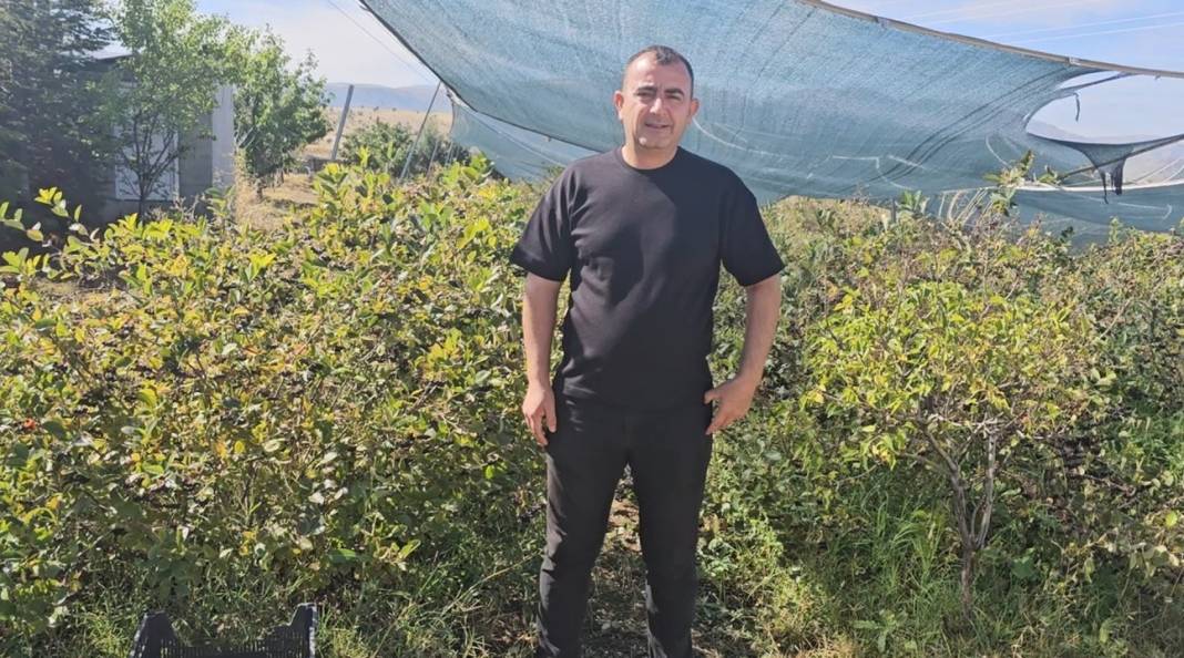 Konya'da aronyanın hasat vakti! Türkiye'nin her köşesine dağıtılıyor 4